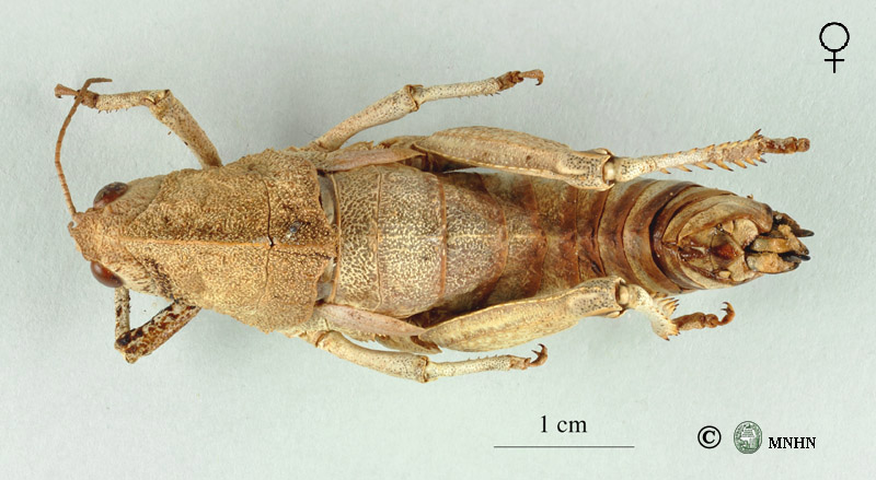 Eunapiodes granosus latipes femelle