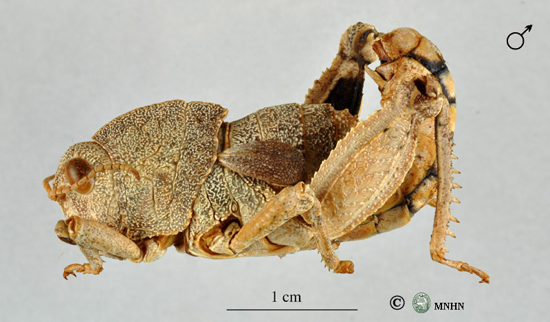 Eunapiodes granosus latipes mâle