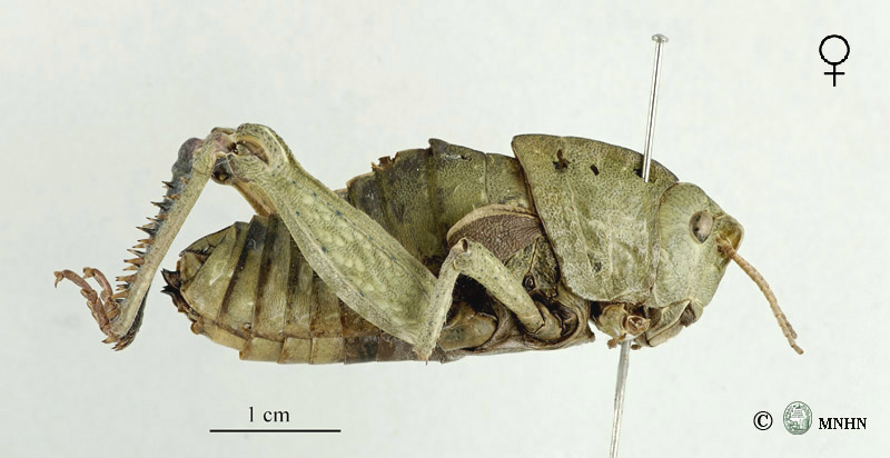 Euryparyphes gharbensis femelle