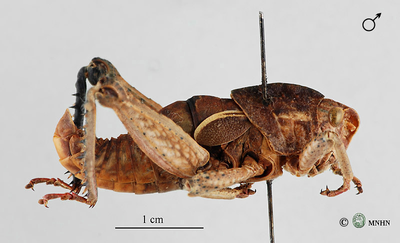 Euryparyphes gharbensis mâle type