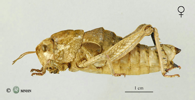 Euryparyphes laetus femelle