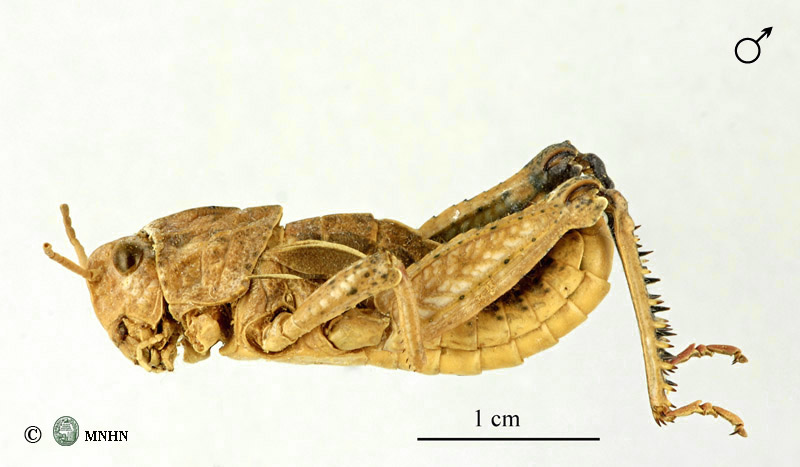 Euryparyphes laetus mâle