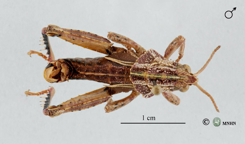 Euryparyphes mamorensis mâle