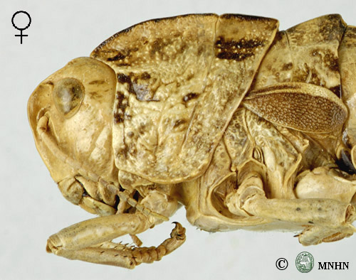 Euryparyphes maroccanus femelle