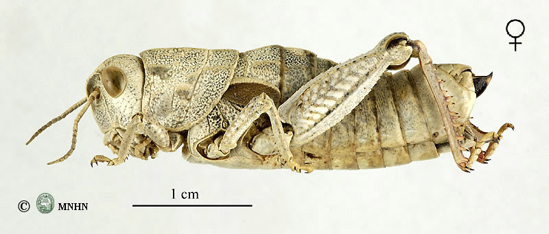 Euryparyphes pictipes femelle