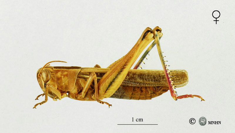 Eyprepocnemis plorans femelle