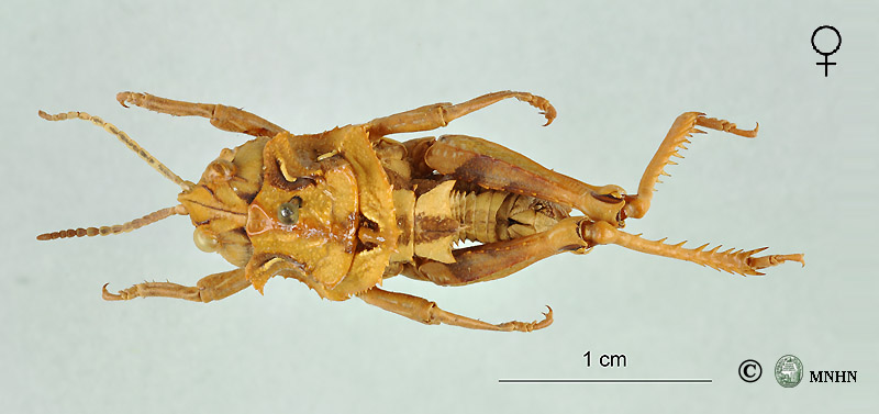 Finotia spinicollis femelle