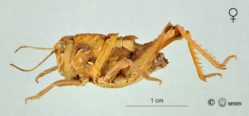 Finotia spinicollis femelle