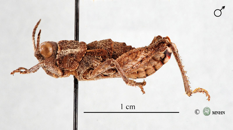 Glauia saharae saharae holotype mâle