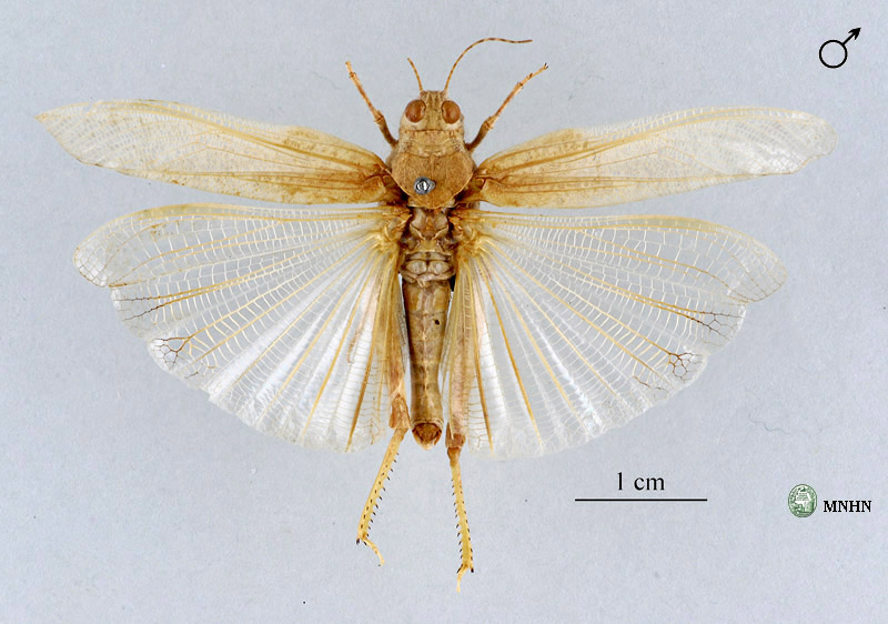 Helioscirtus capsitanus capsitanus mâle type