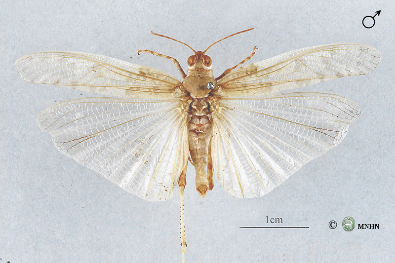 Helioscirtus gracilis mâle