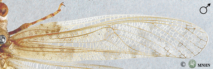 Helioscirtus gracilis mâle