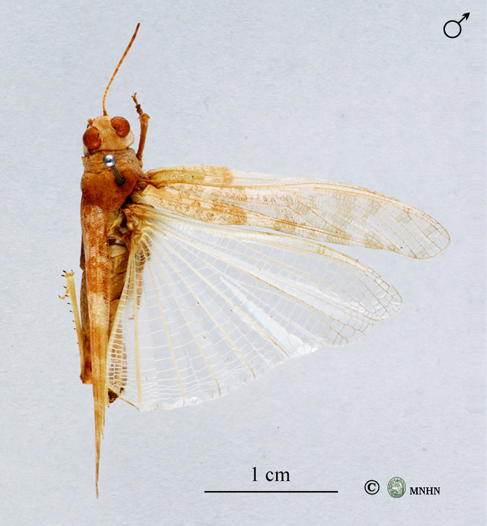 Helioscirtus maroccanus mâle type