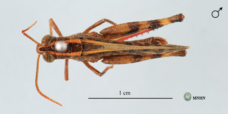 Heteracris lieutaghii mâle holotype