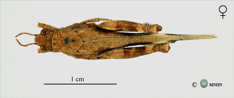 Hilethera aeolopoides femelle