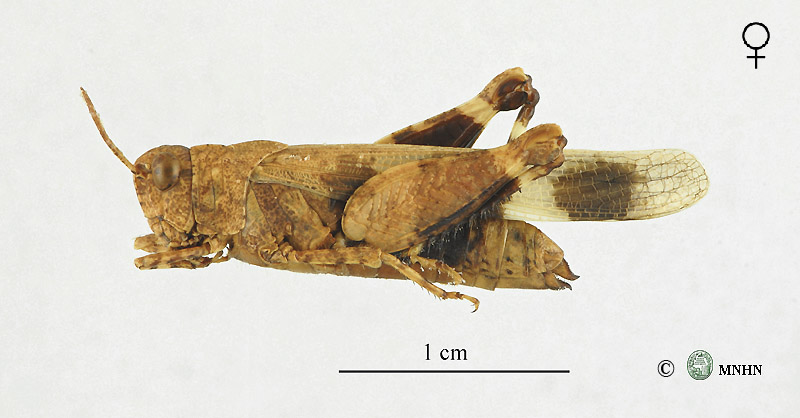 Hilethera aeolopoides femelle