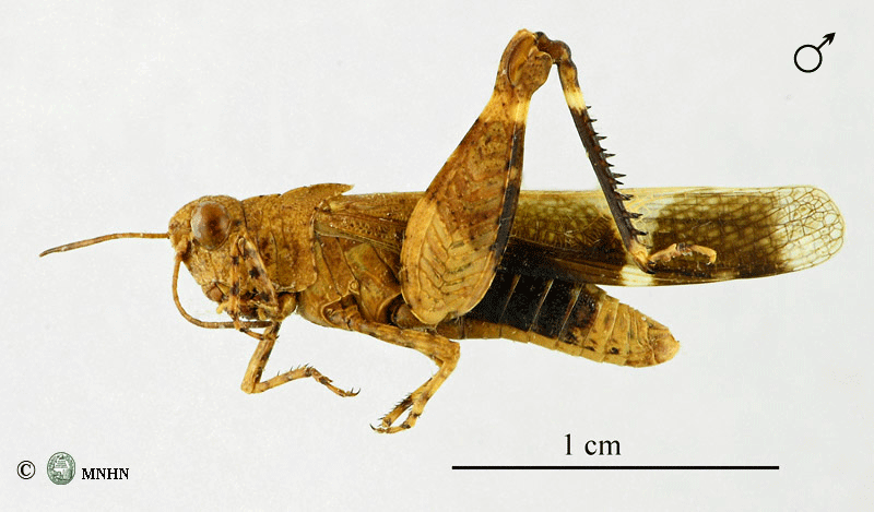 Hilethera aeolopides mâle