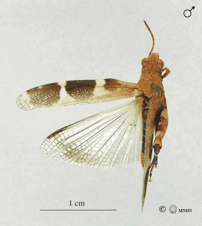 Hilethera aeolopoides mâle