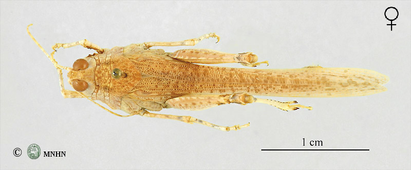 Hyalorrhipis calcarata femelle