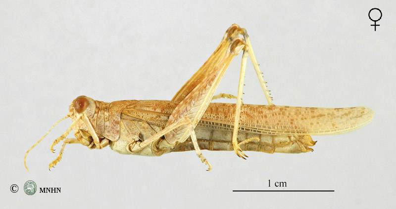 Hyalorrhipis calcarata femelle