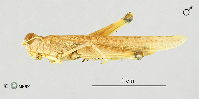 Hyalorrhipis calcarata mâle