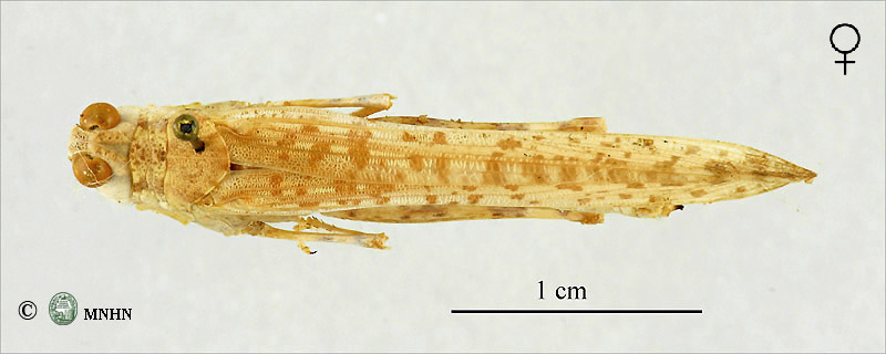 Hyalorrhipis canescens femelle