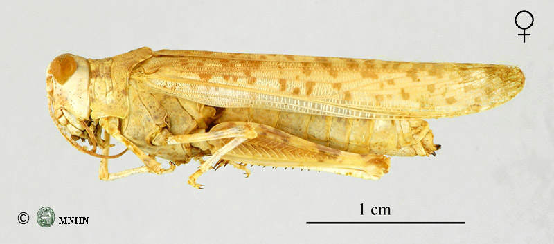 Hyalorrhipis canescens femelle