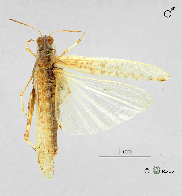 Hyalorrhipis canescens mâle