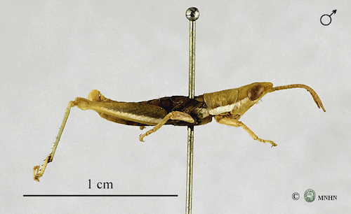 Leptea debilis lectotype mâle
