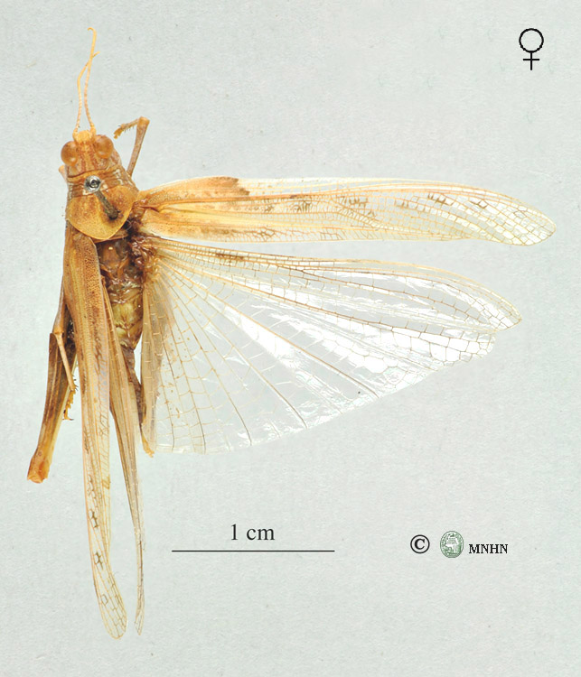 Hyalorrhypis maculipennis femelle type syn. junior