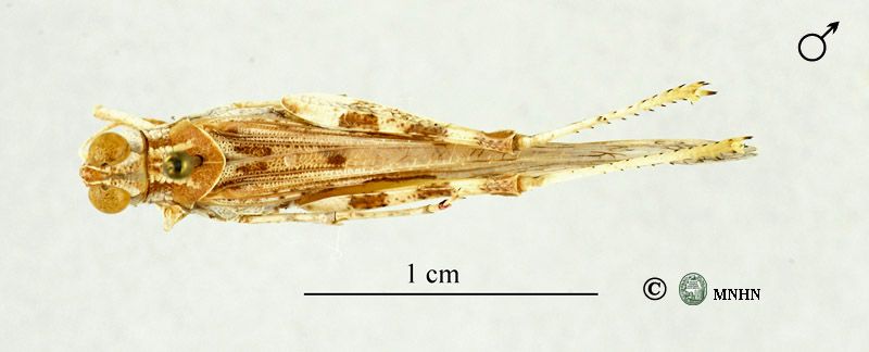 Leptopternis gracilis mâle