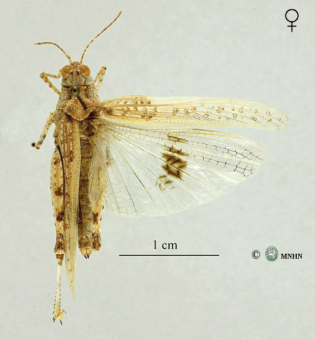Leptopternis maculata femelle