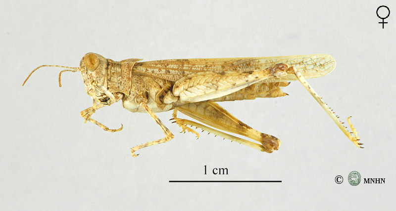 Leptopternis maculata femelle