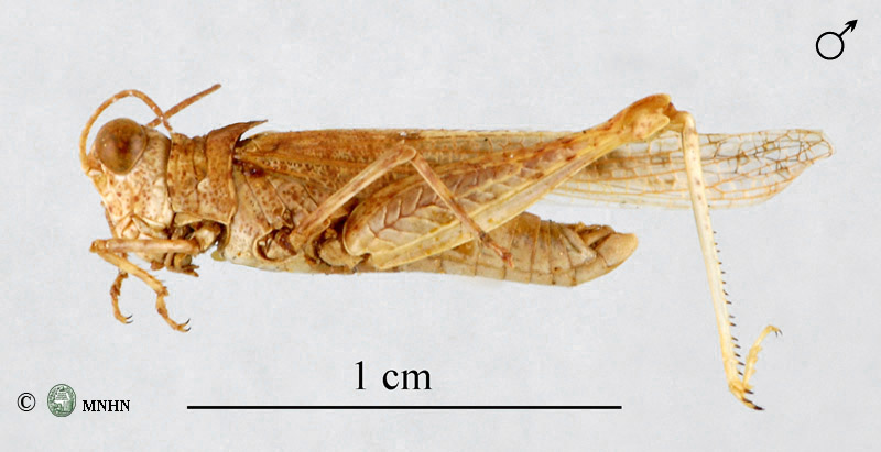 Leptopternis maculata mâle