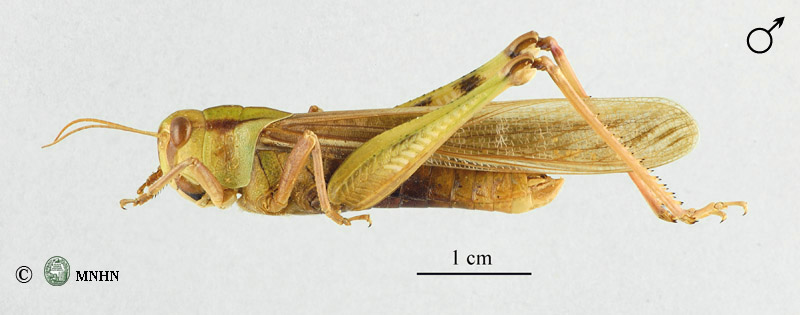 Locusta migratoria mâle
