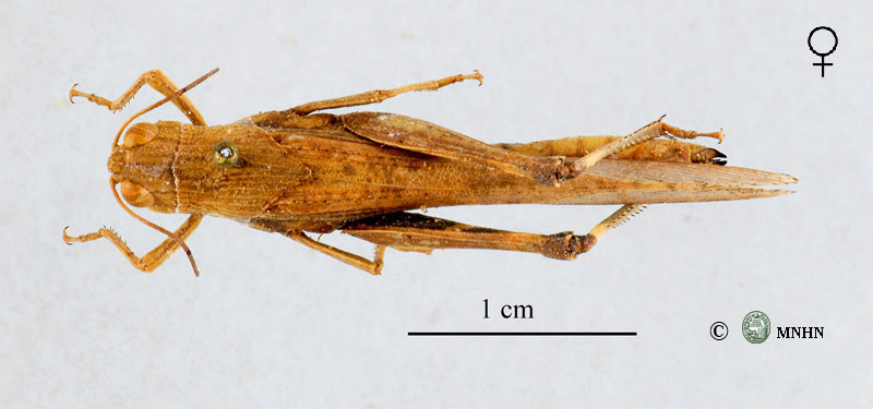Morphacris fasciata femelle