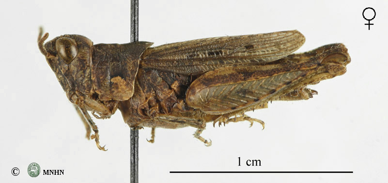 Notopleura ifniensis femelle