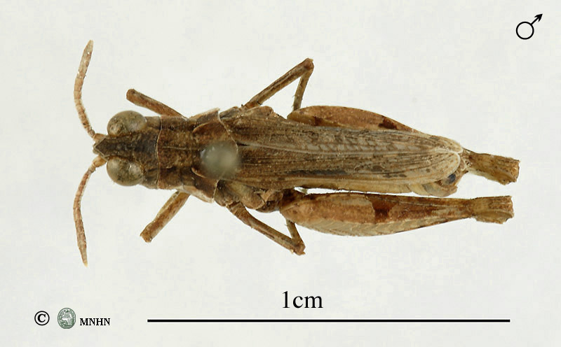 Notopleura ifniensis mâle