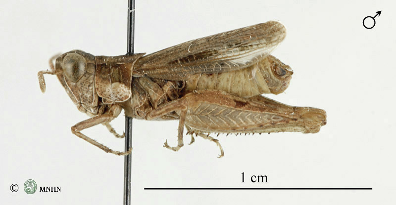 Notopleura ifniensis mâle