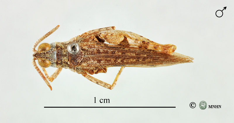 Notopleura rothschildi mâle