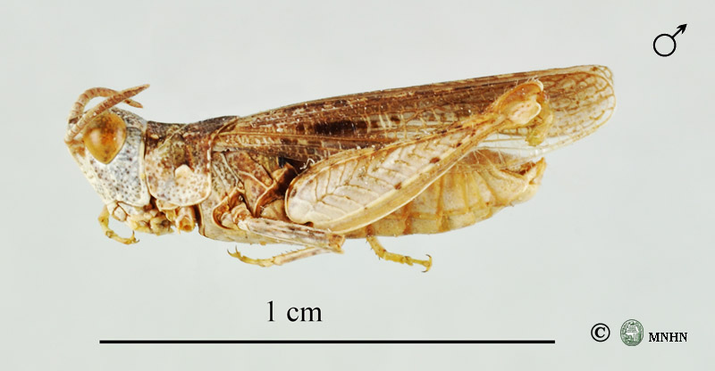 Notopleura rothschildi mâle