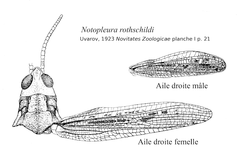Notopleura rothschildi