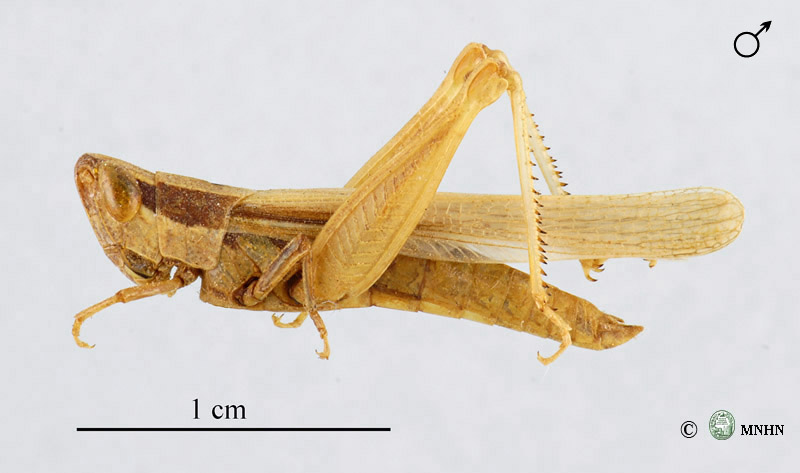Ochrilidia filicornis mâle