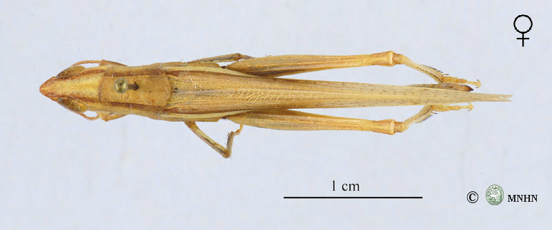 Ochrilidia gracilis femelle