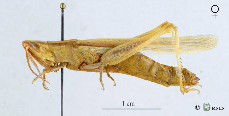 Ochrilidia gracilis femelle