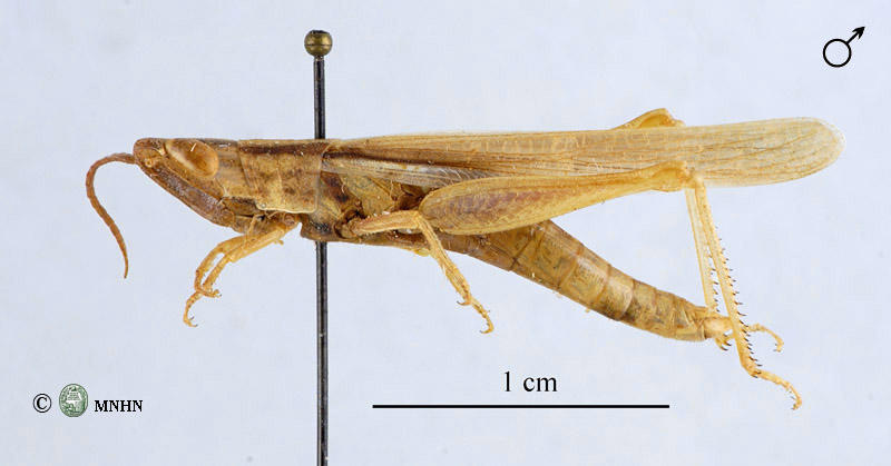 Ochrilidia gracilis mâle