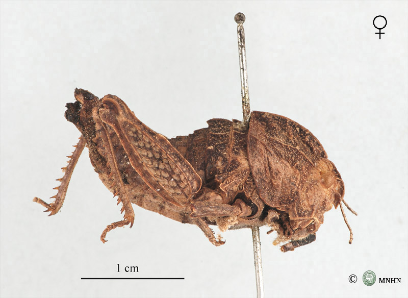 Ocneridia microptera femelle type