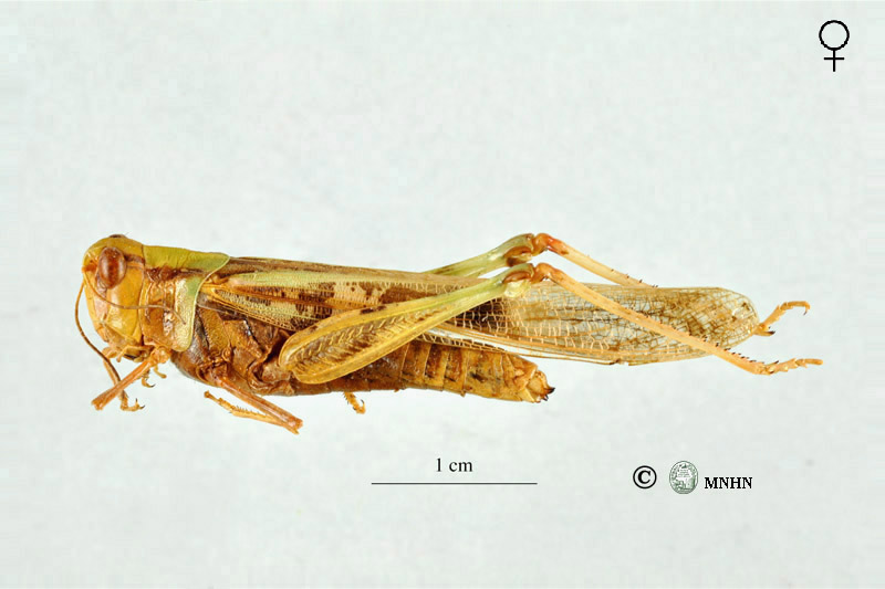 Oedaleus senegalensis femelle