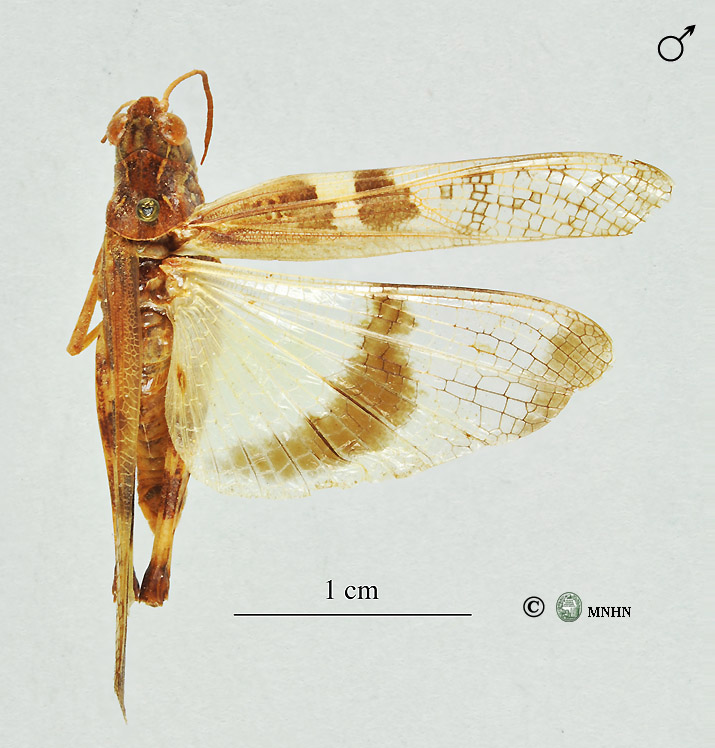 Oedaleus senegalensis mâle