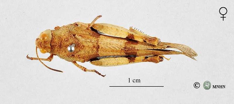 Oedipoda caerulescens sulfurescens femelle